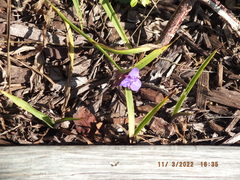 Tradescantia subaspera