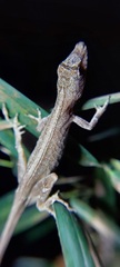 Anolis antonii