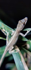 Anolis antonii
