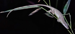 Anolis antonii