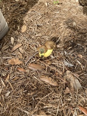 Pisolithus arenarius