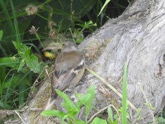 Fringilla coelebs moreletti
