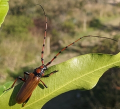 Stenaspis castaneipennis