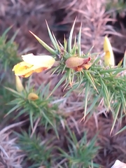 Ulex minor