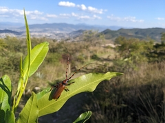 Stenaspis castaneipennis