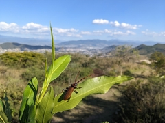 Stenaspis castaneipennis