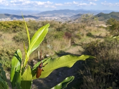 Stenaspis castaneipennis