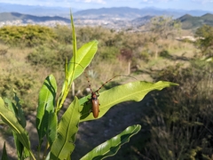Stenaspis castaneipennis
