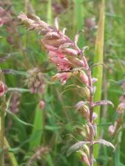 Odontites vulgaris