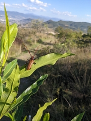 Stenaspis castaneipennis