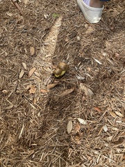 Pisolithus arenarius