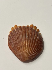 Argopecten