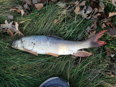 Moxostoma macrolepidotum