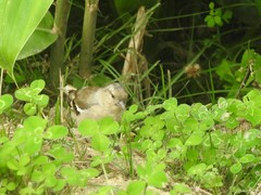Fringilla coelebs moreletti