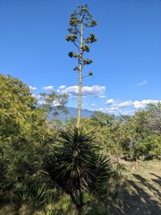 Agave karwinskii