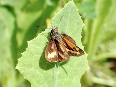 Ocybadistes walkeri sothis