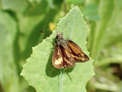 Ocybadistes walkeri sothis