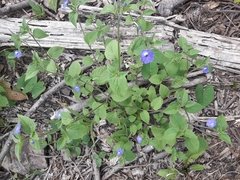 Browallia americana