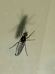 Dilophus serotinus