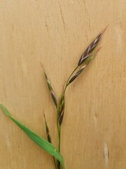 Bromus catharticus