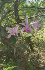 Cattleya intermedia
