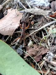 Odontomachus haematodus