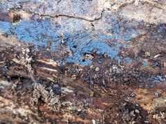 Byssocorticium pulchrum