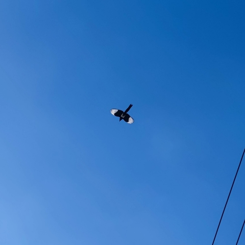 Oriental Magpie