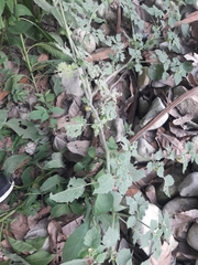 Mikania cordifolia