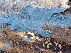 Byssocorticium pulchrum