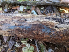 Byssocorticium pulchrum