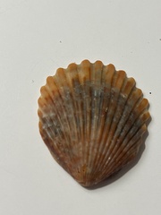 Aequipectinini