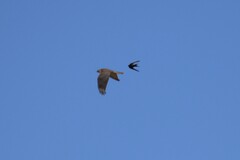 Accipiter cirrocephalus