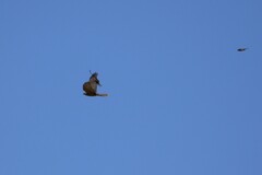 Accipiter cirrocephalus