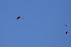 Accipiter cirrocephalus