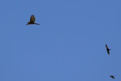 Accipiter cirrocephalus