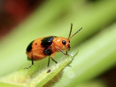 Aulacophora hilaris