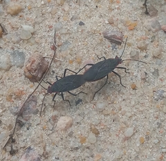 Jadera parapectoralis