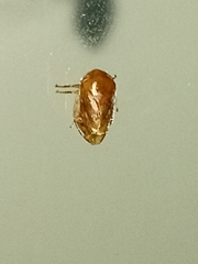 Clastoptera achatina