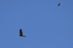 Accipiter cirrocephalus