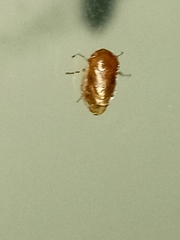 Clastoptera achatina