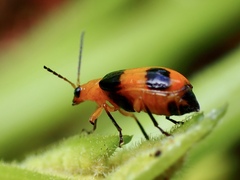 Aulacophora hilaris