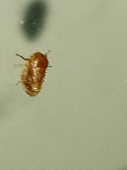 Clastoptera achatina