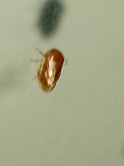 Clastoptera achatina