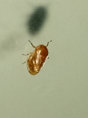 Clastoptera achatina