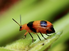 Aulacophora hilaris