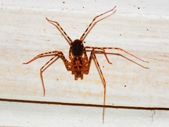 Scytodes globula