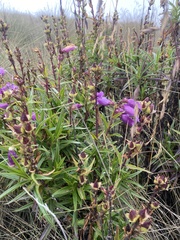 Penstemon gentianoides