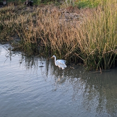 Ardea alba