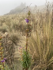 Penstemon gentianoides
